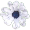bild på en blomma